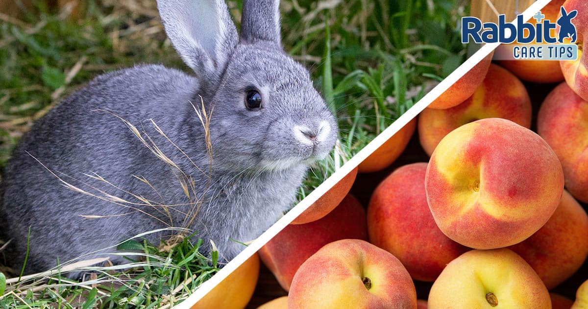 Can Rabbit Eat Peaches