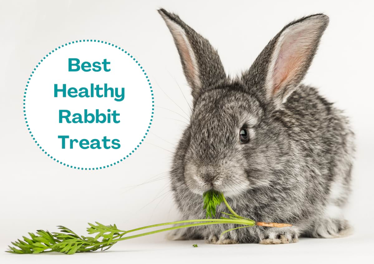 Can Rabbit Eat Raspberries