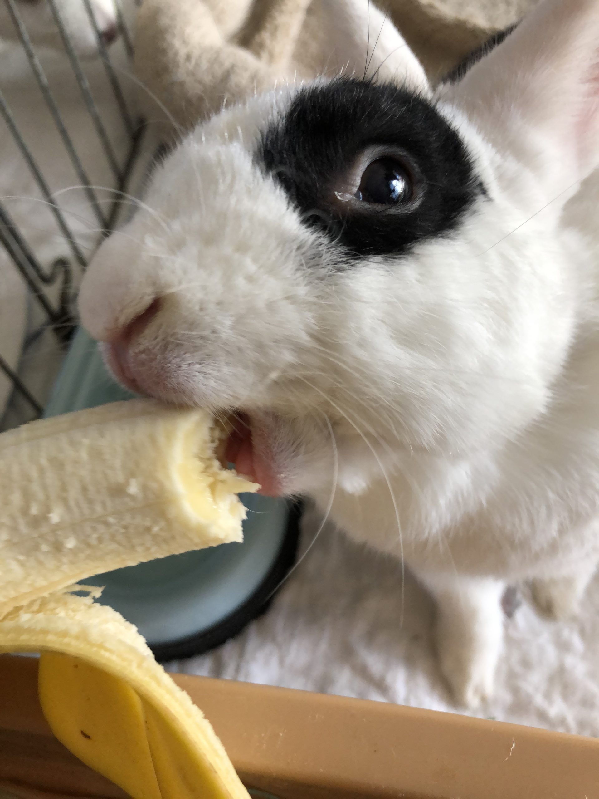 Can Rabbits Eat Biscuits