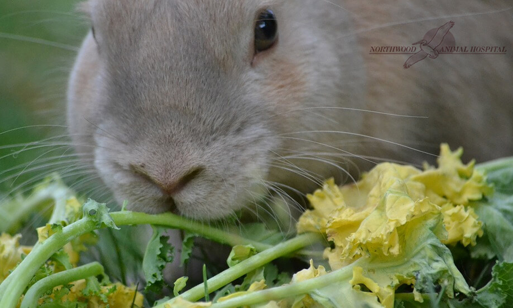 Can Rabbits Eat Chard