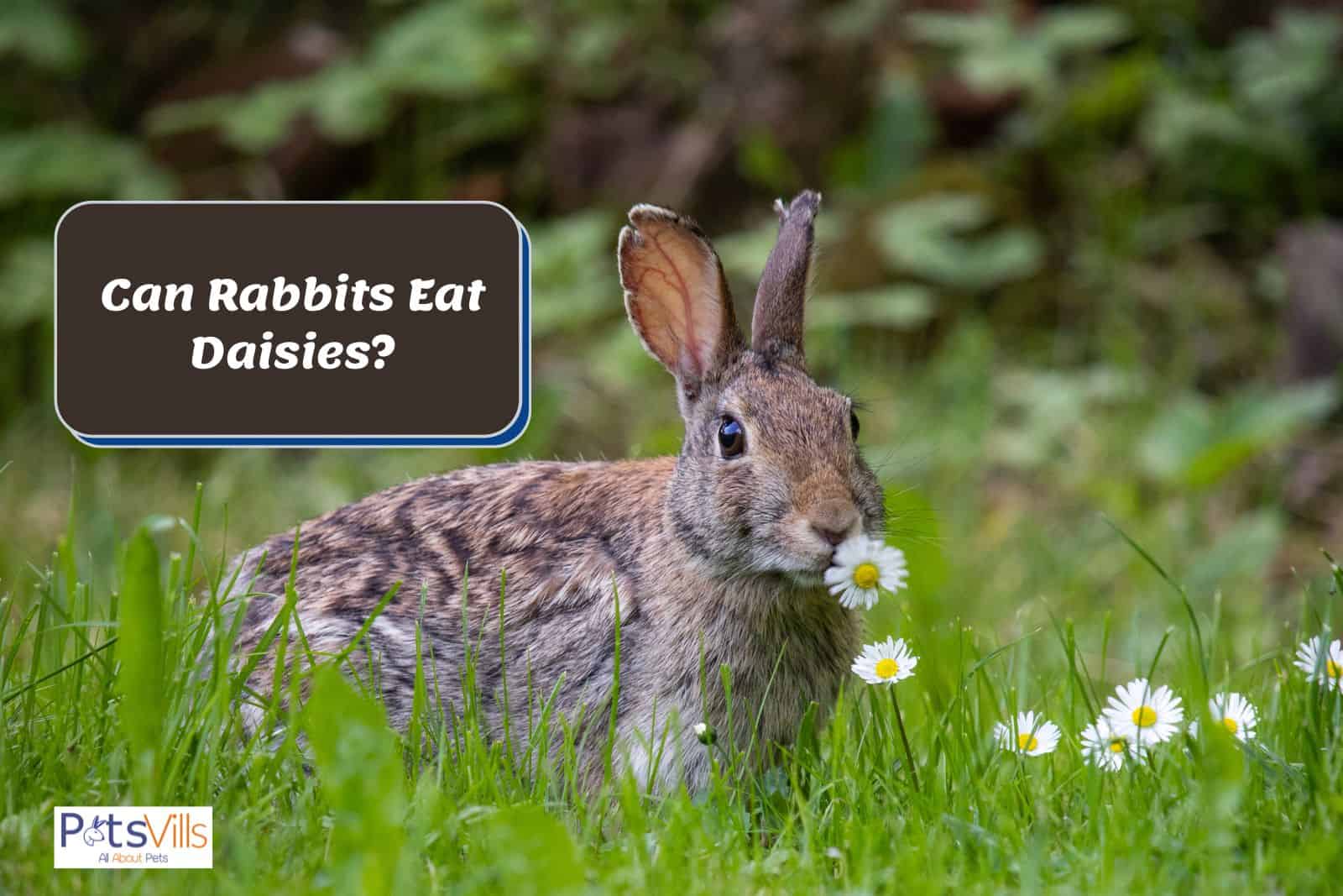 Can Rabbits Eat Daisies