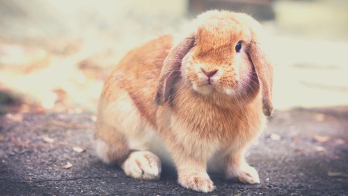 Can Rabbits Eat French Beans