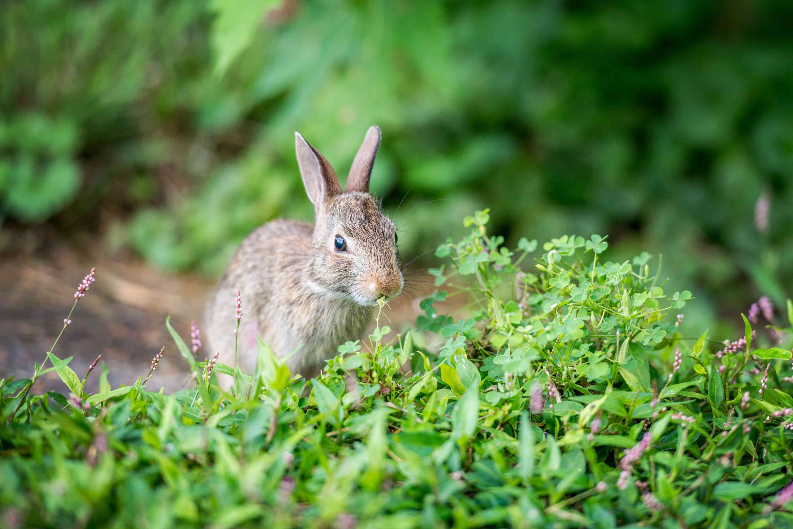 Can Rabbits Eat Lavender