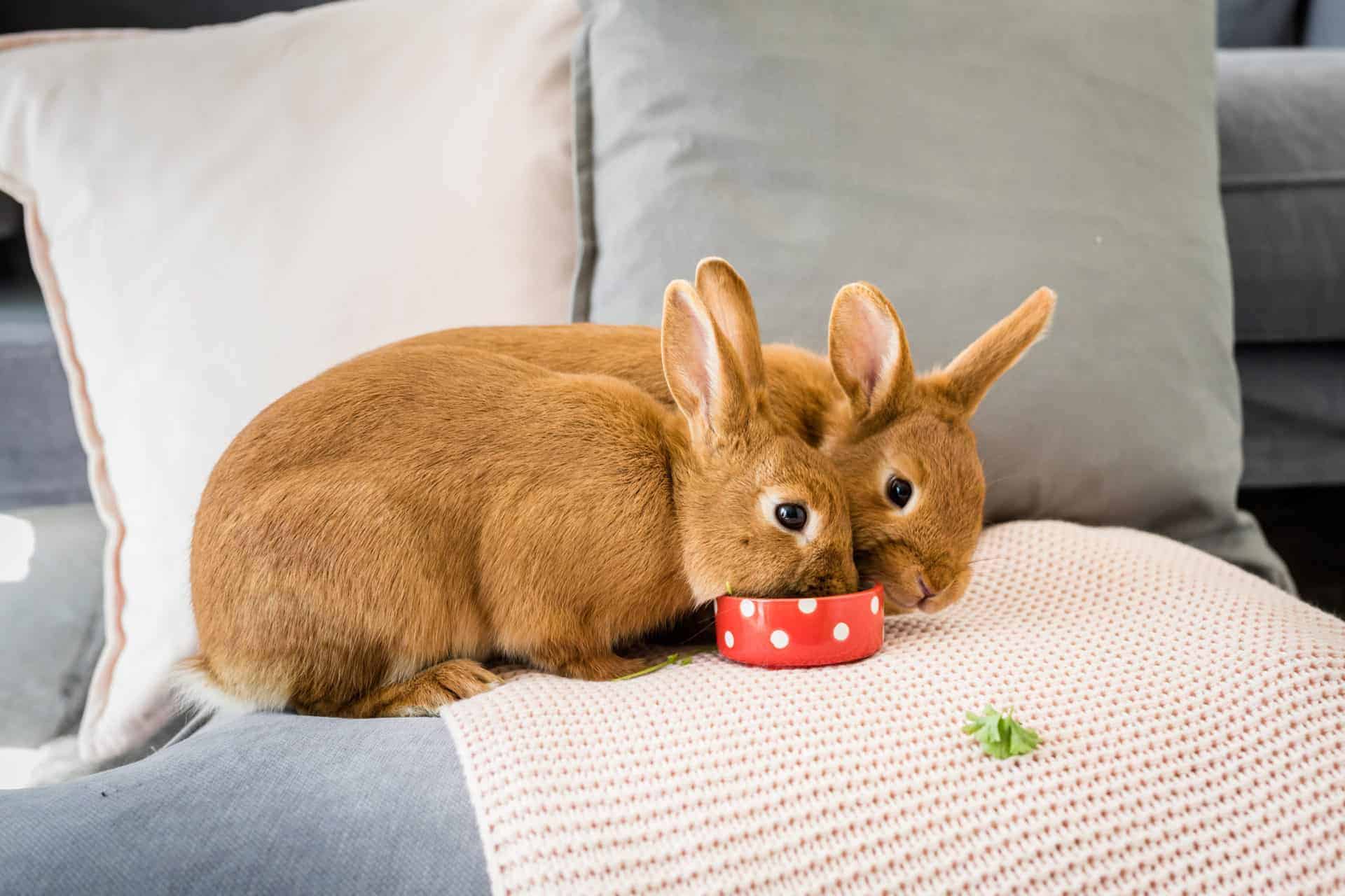 Can Rabbits Eat Marigolds