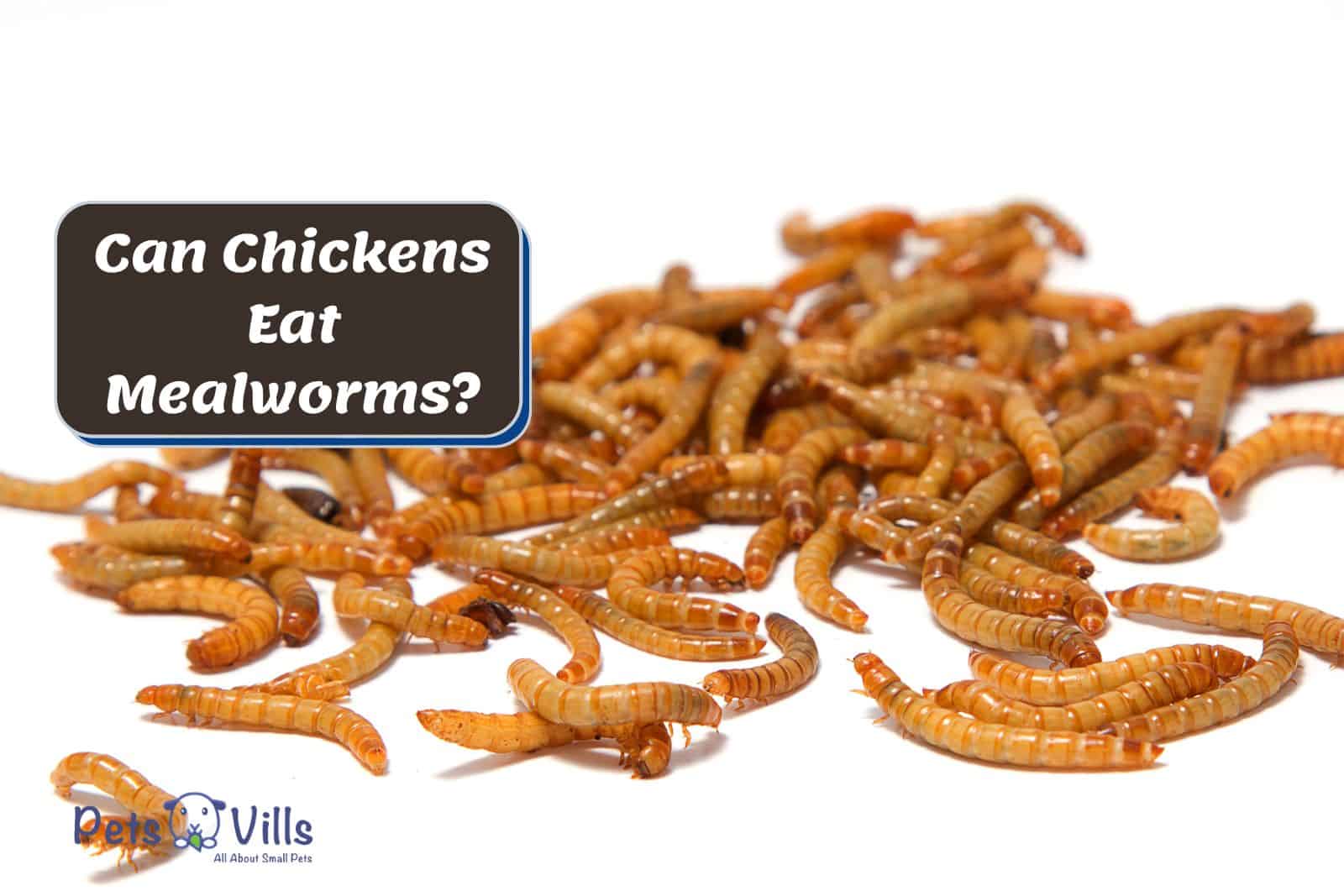 Can Rabbits Eat Mealworms