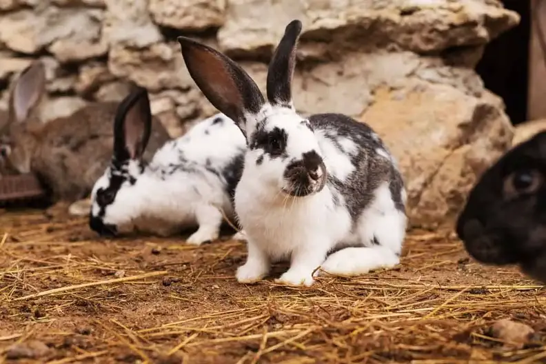 Can Rabbits Eat Microgreens