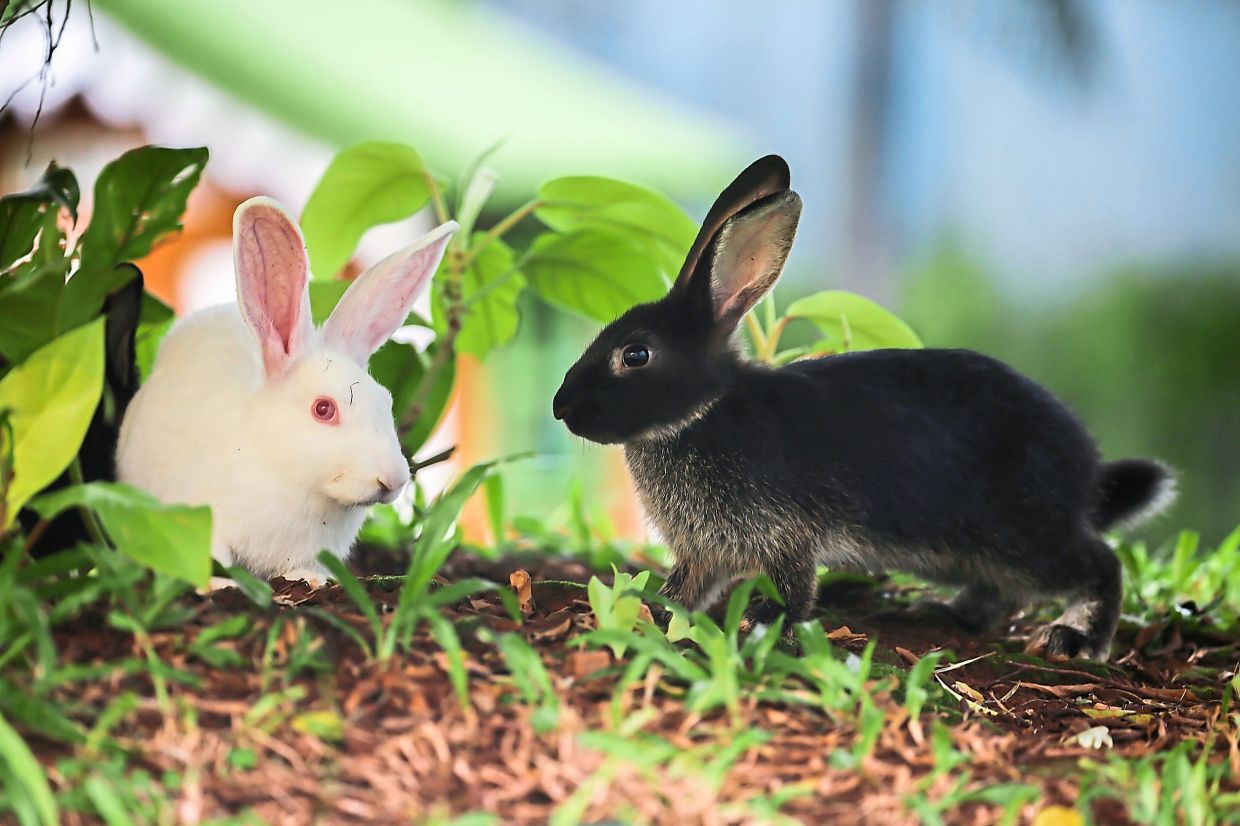 Can Rabbits Eat Mums? Discover The Surprising Truth! Vet Advises