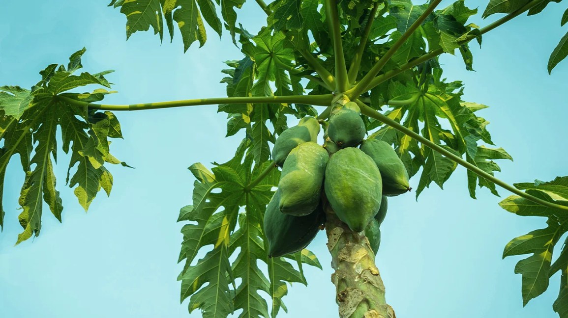 Can Rabbits Eat Papaya