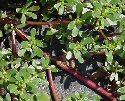 Can Rabbits Eat Purslane