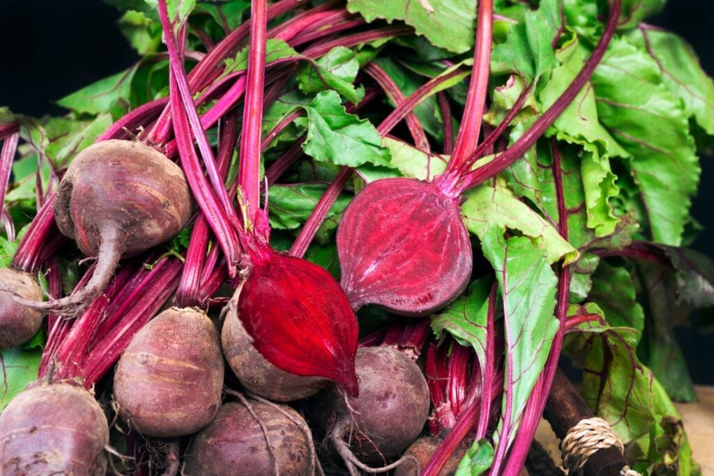 Can Rabbits Eat Red Chard