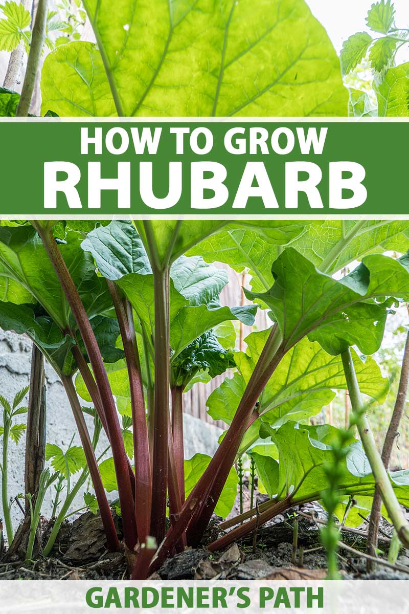 Can Rabbits Eat Rhubarb