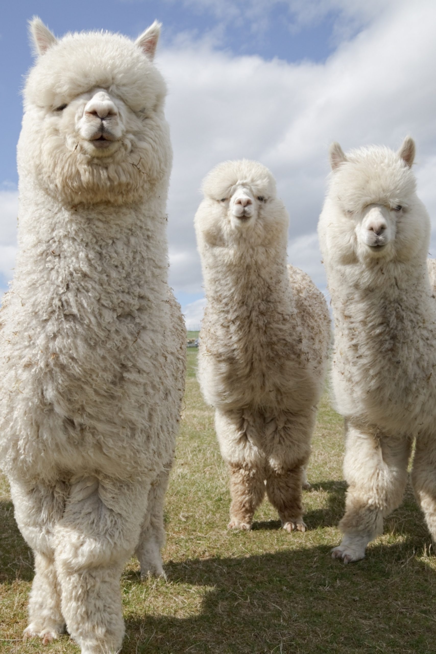 Can U Eat Alpacas