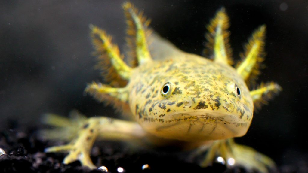 Can You Eat Axolotl? Discover The Untold Truth About This Unique 