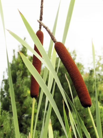 Can You Eat Cattails