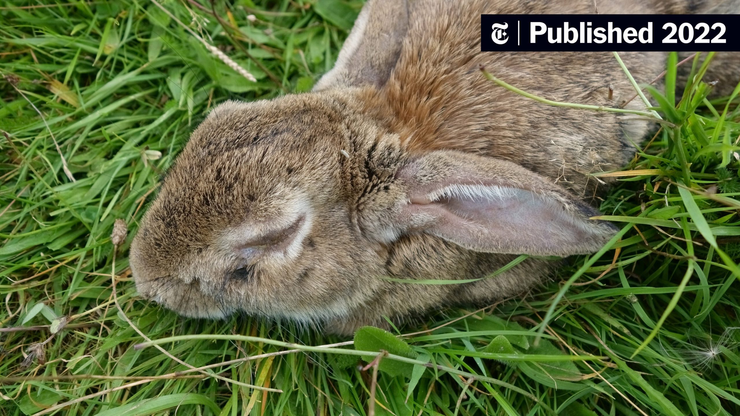 Can You Eat Rabbit With Myxomatosis