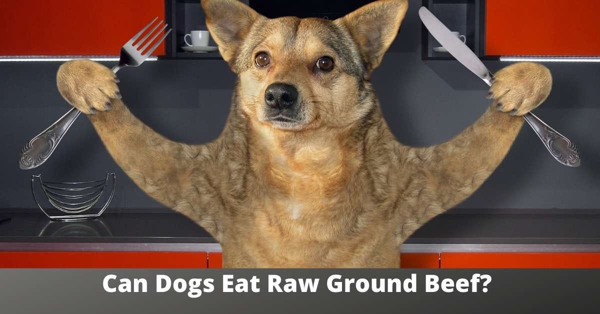 can-you-feed-your-dog-raw-ground-beef-discover-the-benefits-and-risks