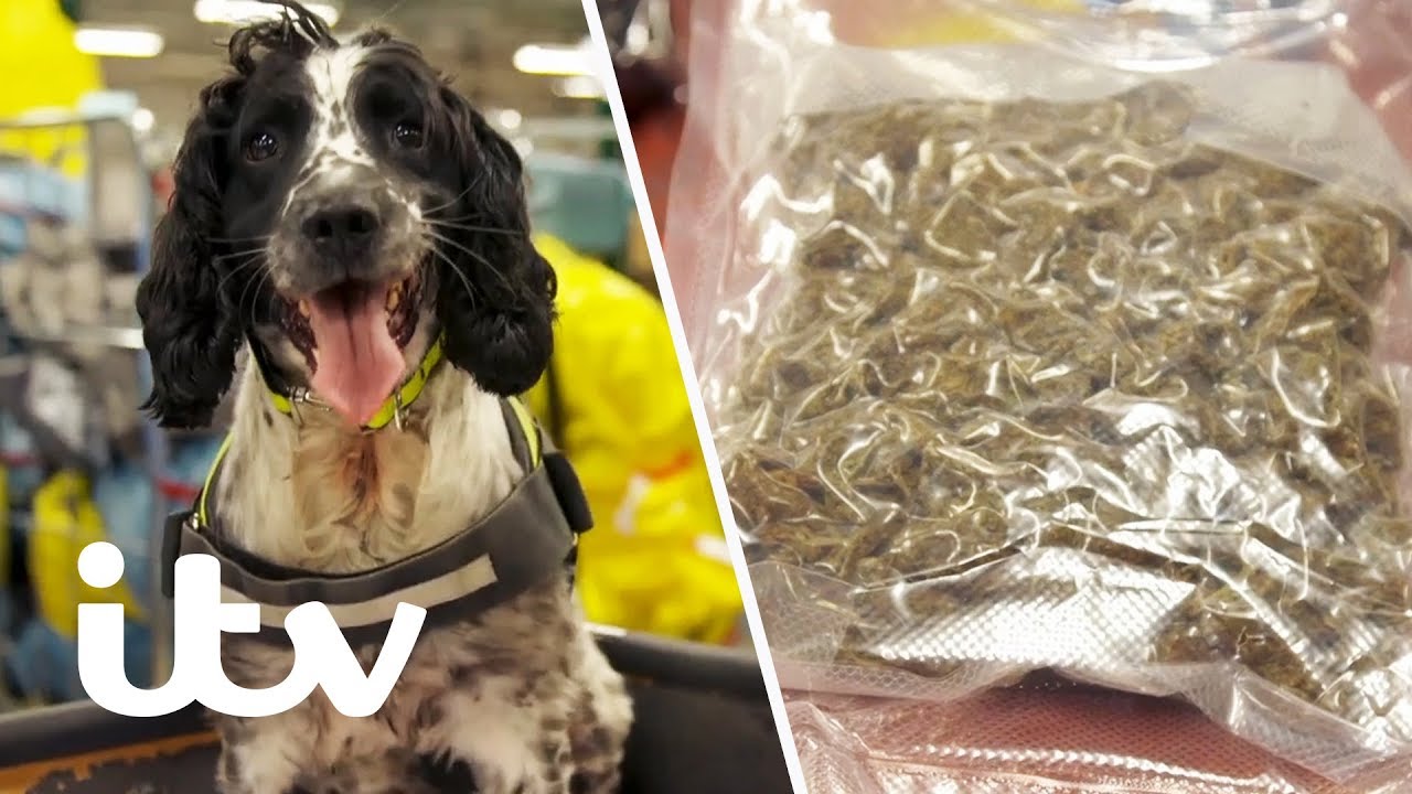 Do Airport Dogs Sniff for Drugs