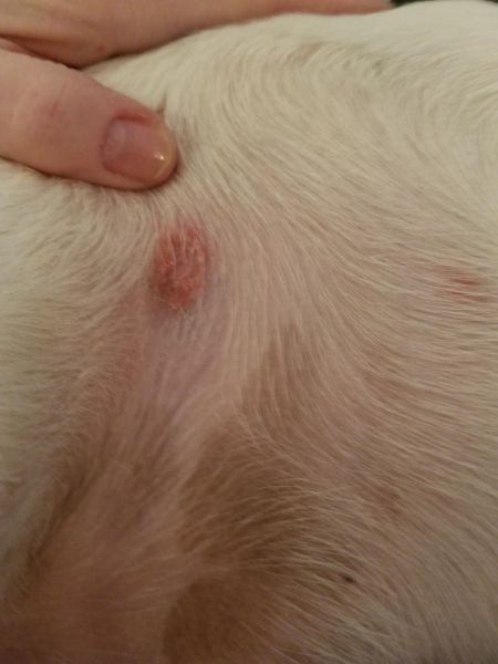 Unveiling The Truth: How Tick Bites Scab Over On Dogs - Vet Advises