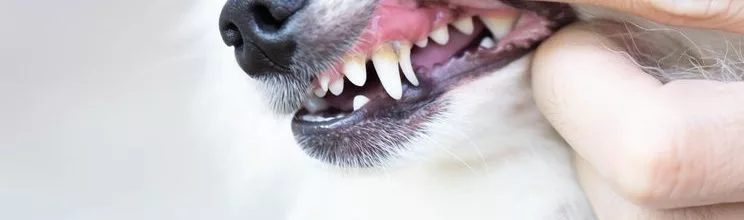 How To Safely Treat My Dog's Tooth Abscess At Home - Vet Advises