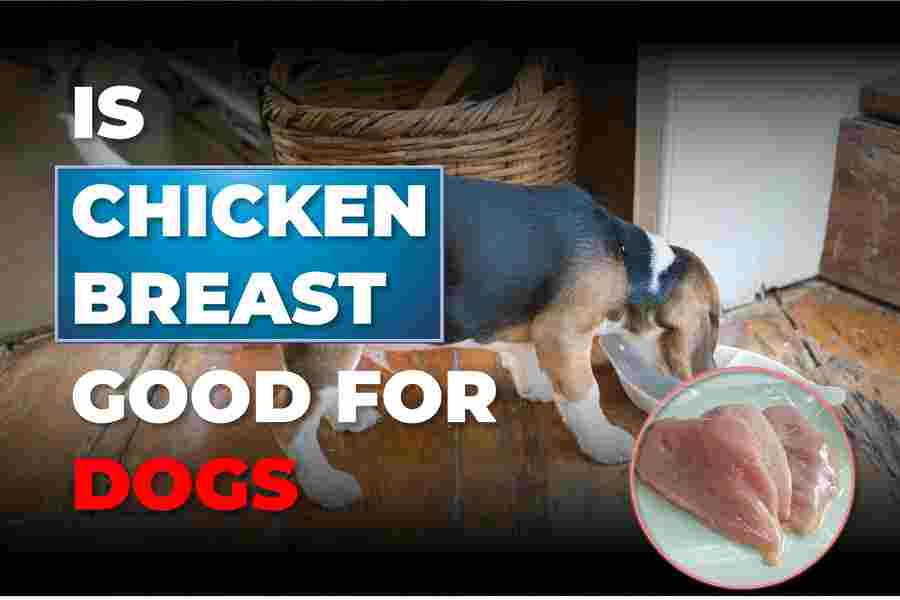 Unveiling the Culinary Art – A Comprehensive Guide to Boiling Chicken for Canine Delights