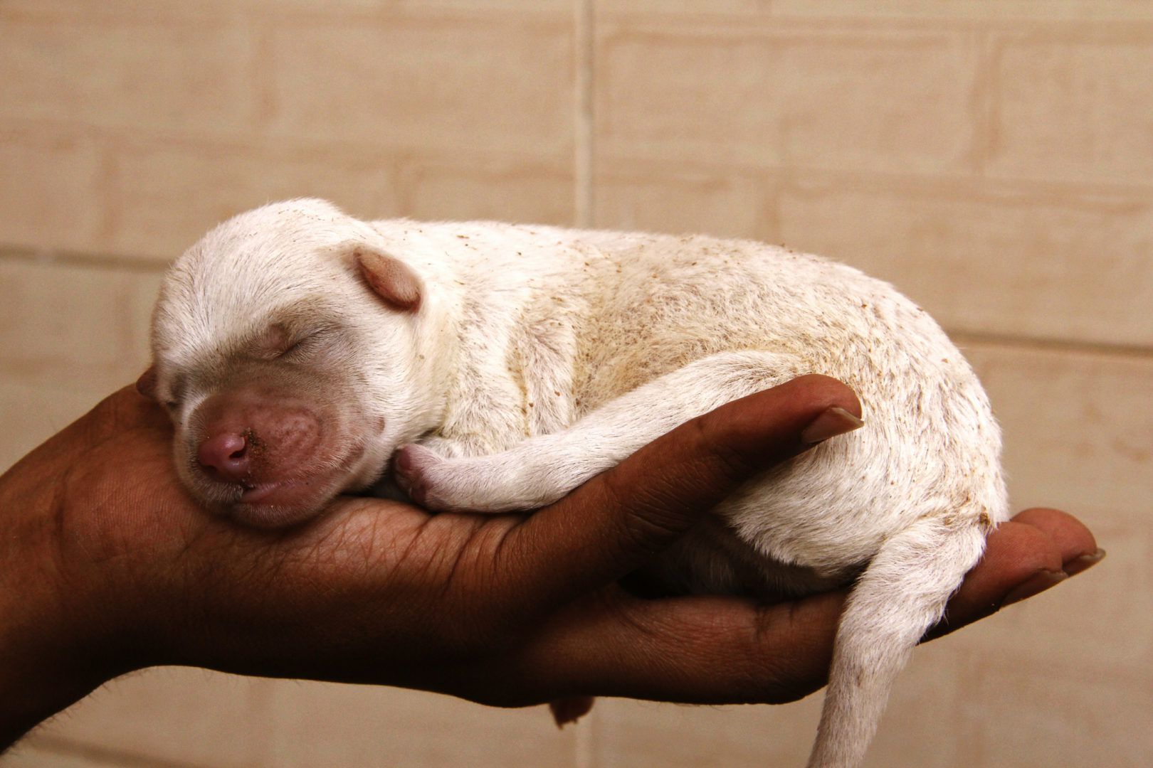 How Long Can Newborn Puppies Go Without Pooping