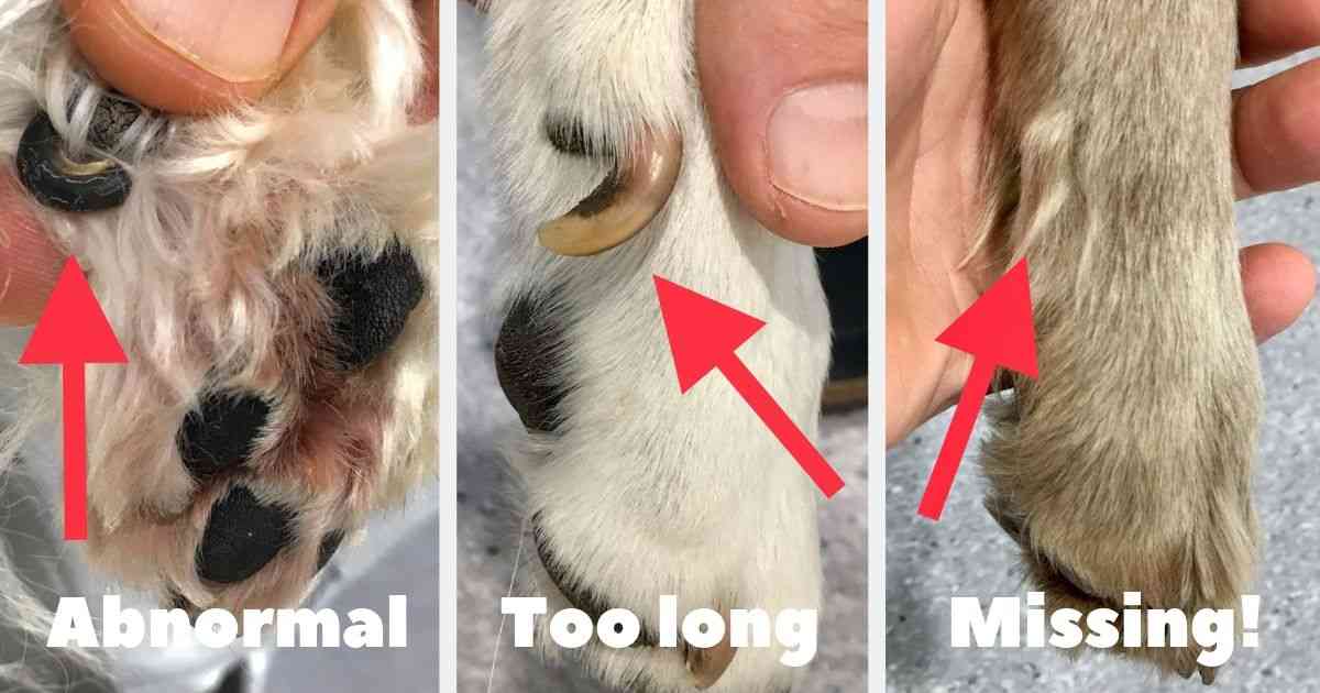 How Long Does It Take For A Dog's Dew Claw To Heal? Discover The