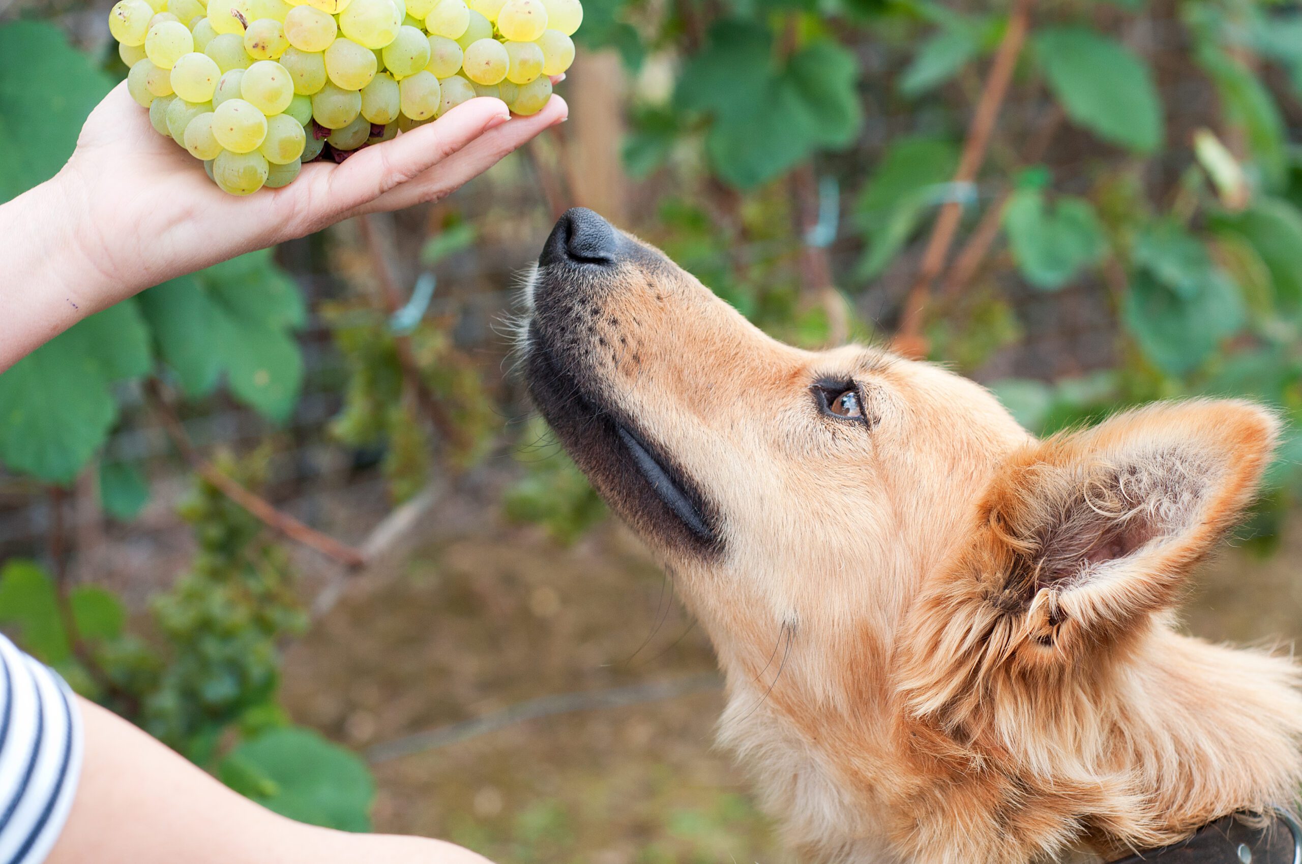 How Many Grapes Can a Dog Eat