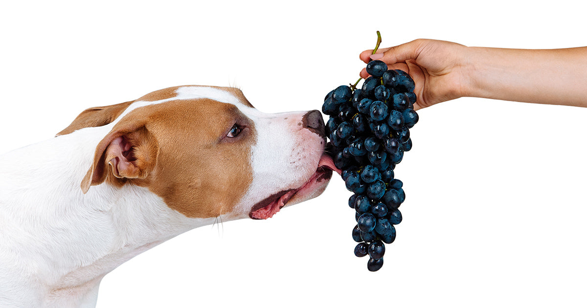 How Many Raisins Can a Dog Eat