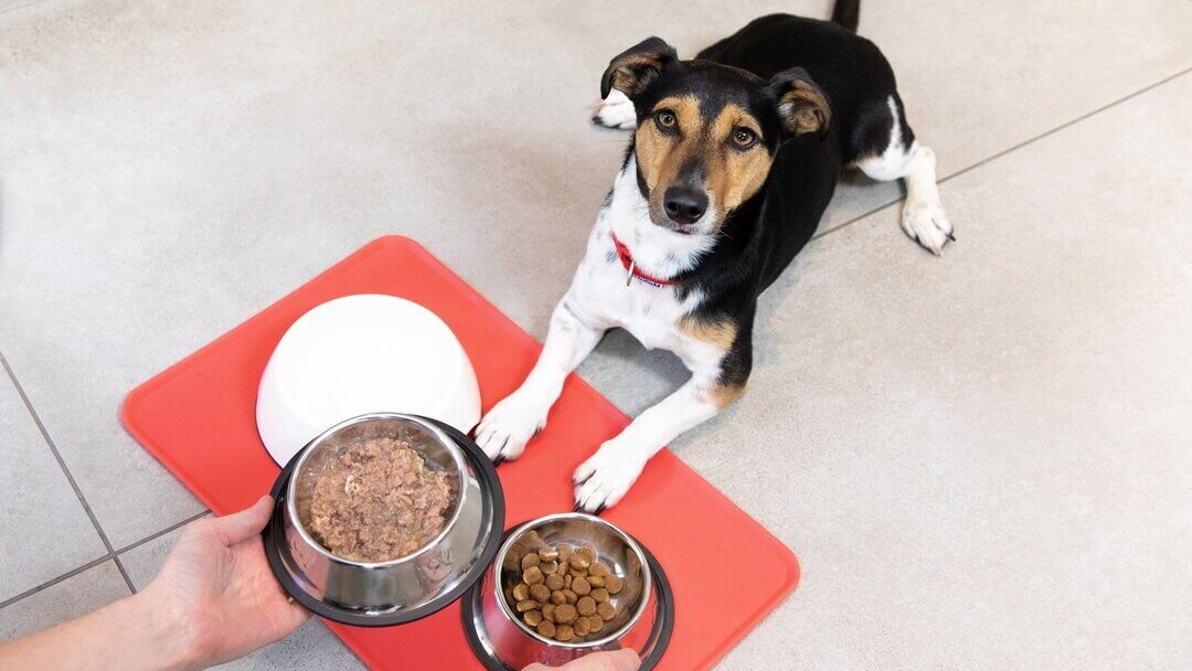 how-much-canned-dog-food-should-i-give-my-dog-the-ultimate-feeding