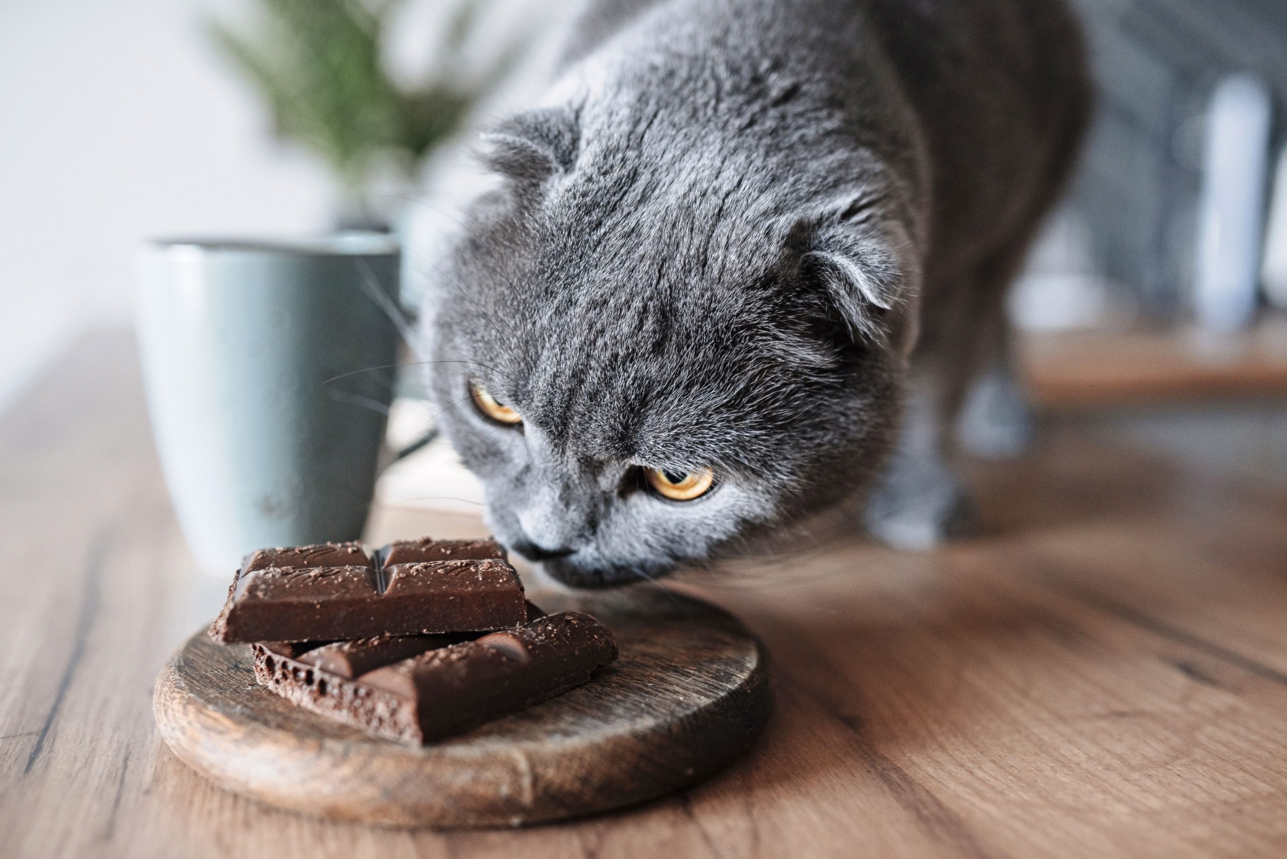 How Much Chocolate is Too Much for a Small Dog