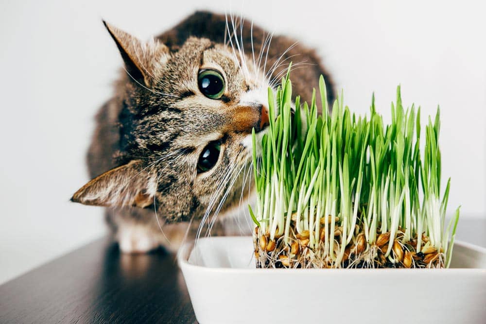 How Much Wheatgrass Can My Cat Eat