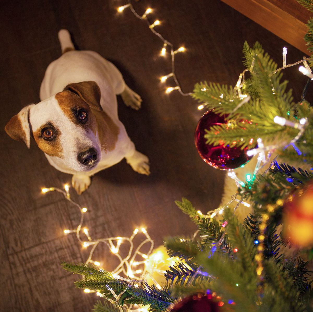 Is Pine Trees Poisonous To Dogs? Avoid These Hidden Hazards! Vet Advises