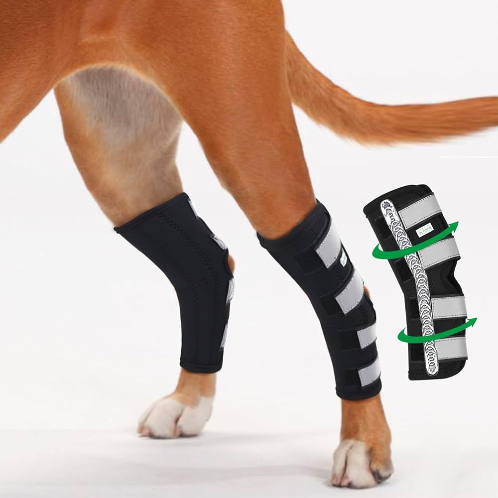 dog-with-broken-leg-symtpoms-and-xray-cost-hubpages