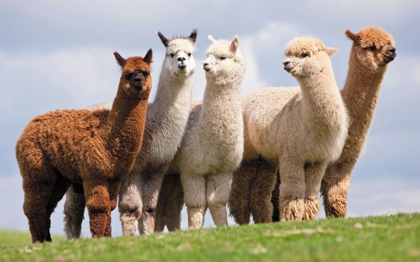 What Can Alpacas Not Eat