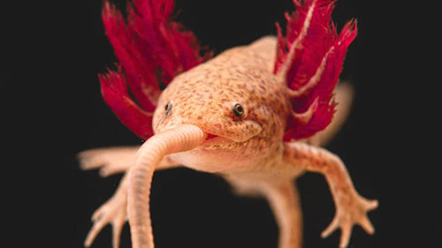 What Can Axolotls Eat