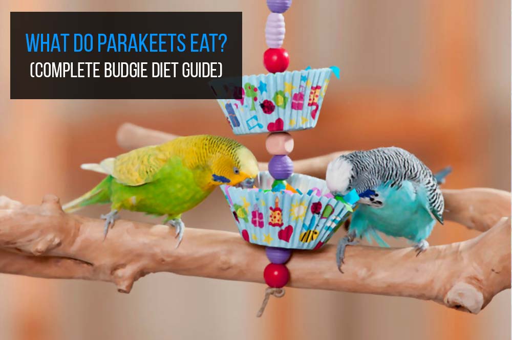 What Can Budgies Not Eat