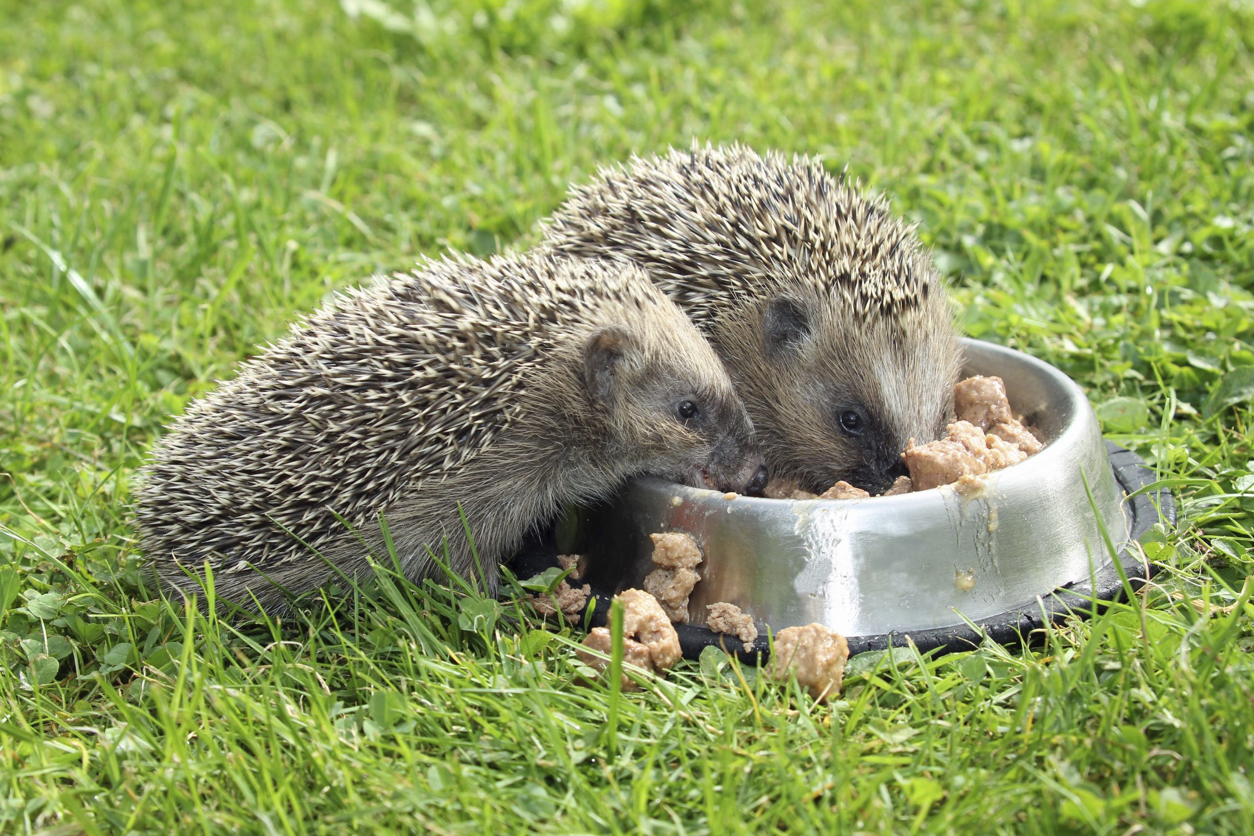 What Can Hedgehogs Eat