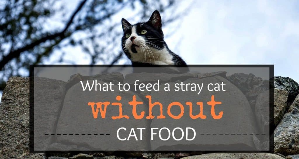 What Can I Give a Stray Cat to Eat