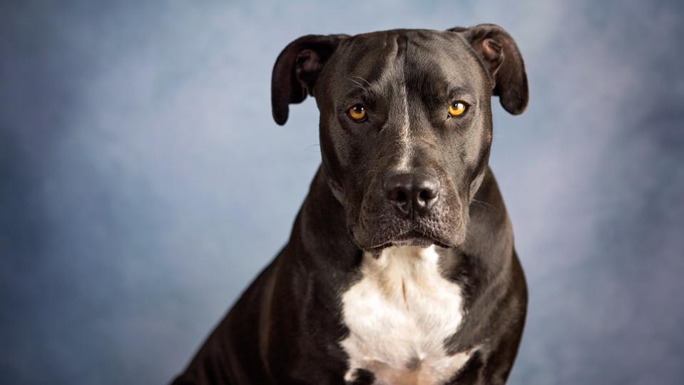 What Dogs Are Illegal In USA? Know The Banned Breeds! Vet Advises