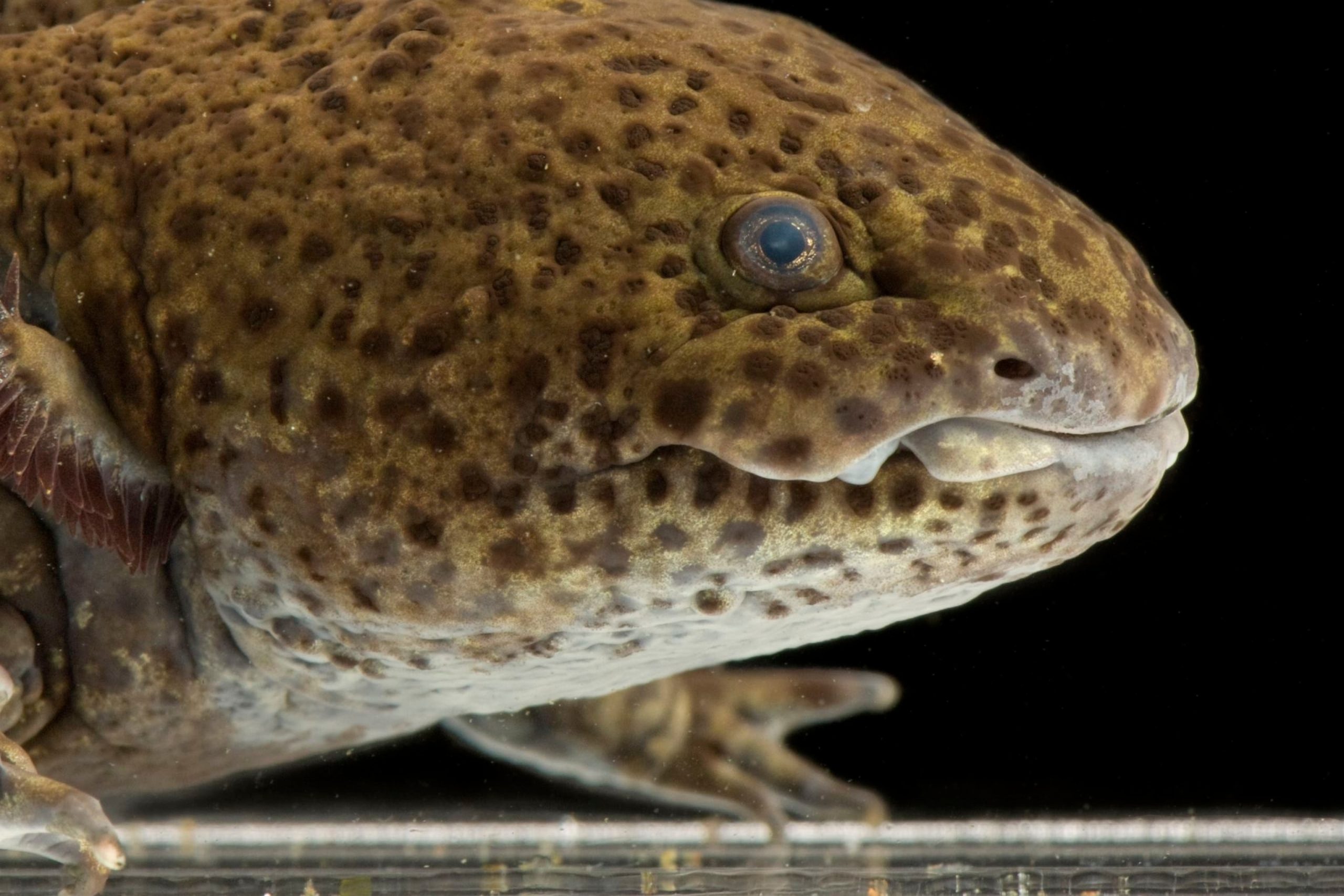 What Fish Can Axolotls Eat