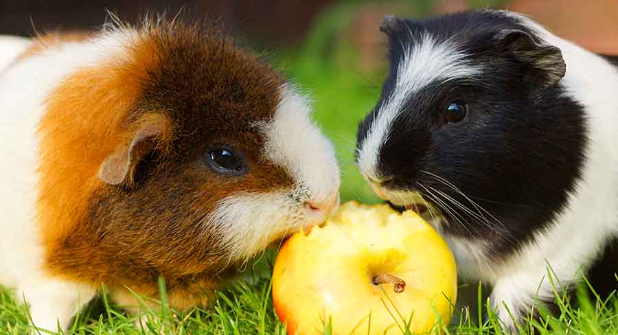 What Fruit Can Guinea Pigs Not Eat