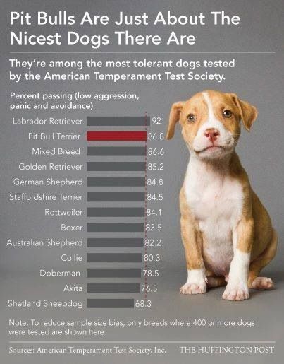 What Is A Teacup Pitbull? Unveiling The Myth And Reality - Vet Advises