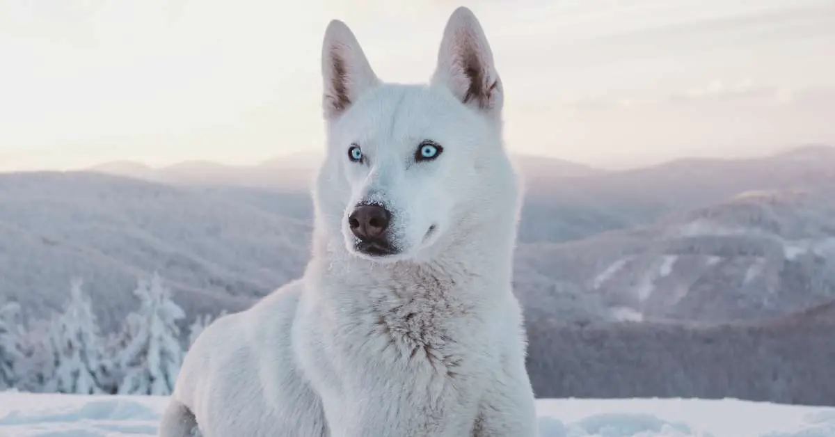 What Is The Lifespan Of A Husky Dog Unveiling The Secrets Behind Their