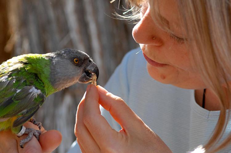 What Parrots Can'T Eat