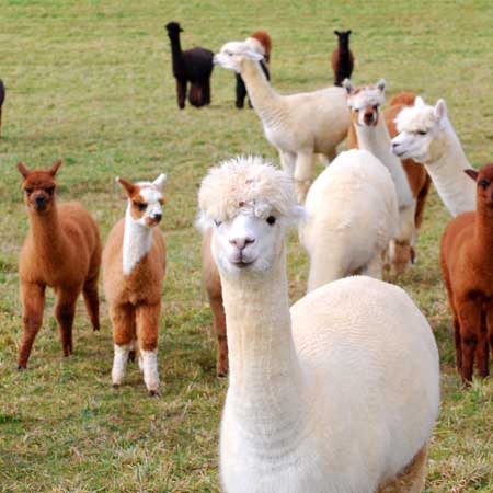 What Vegetables Can Alpacas Eat