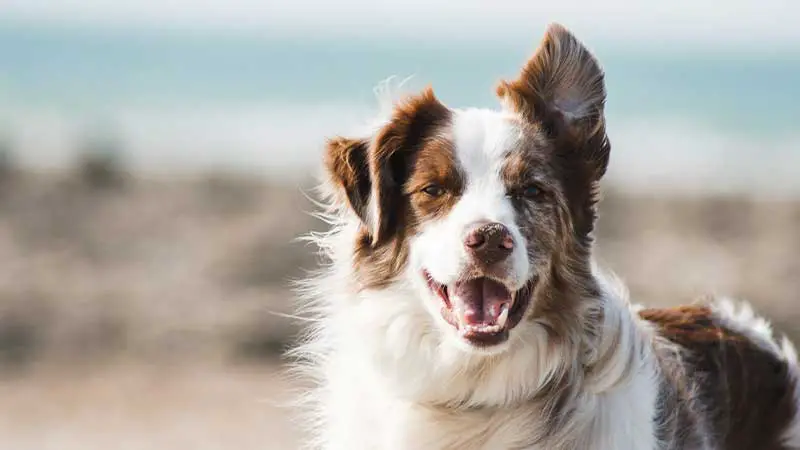 why-do-my-dogs-back-legs-shake-discover-the-surprising-reasons-behind