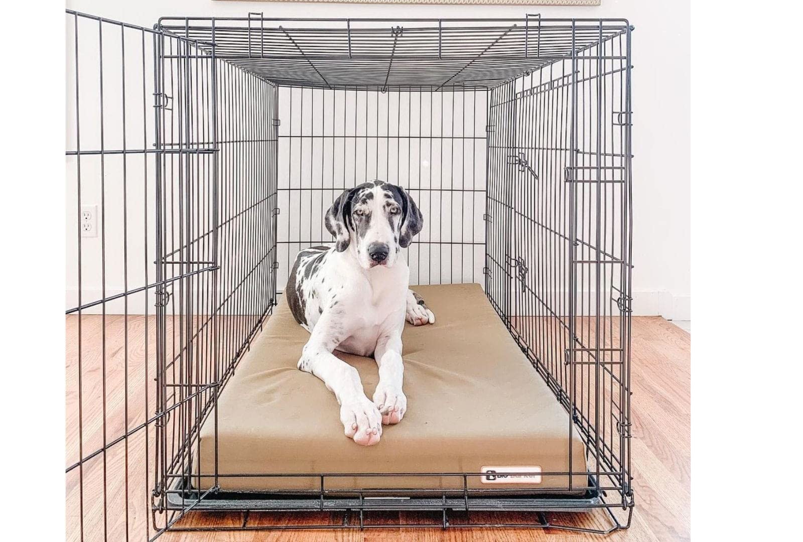 why-won-t-my-dog-sleep-in-her-crate-anymore-unlock-the-mystery-vet