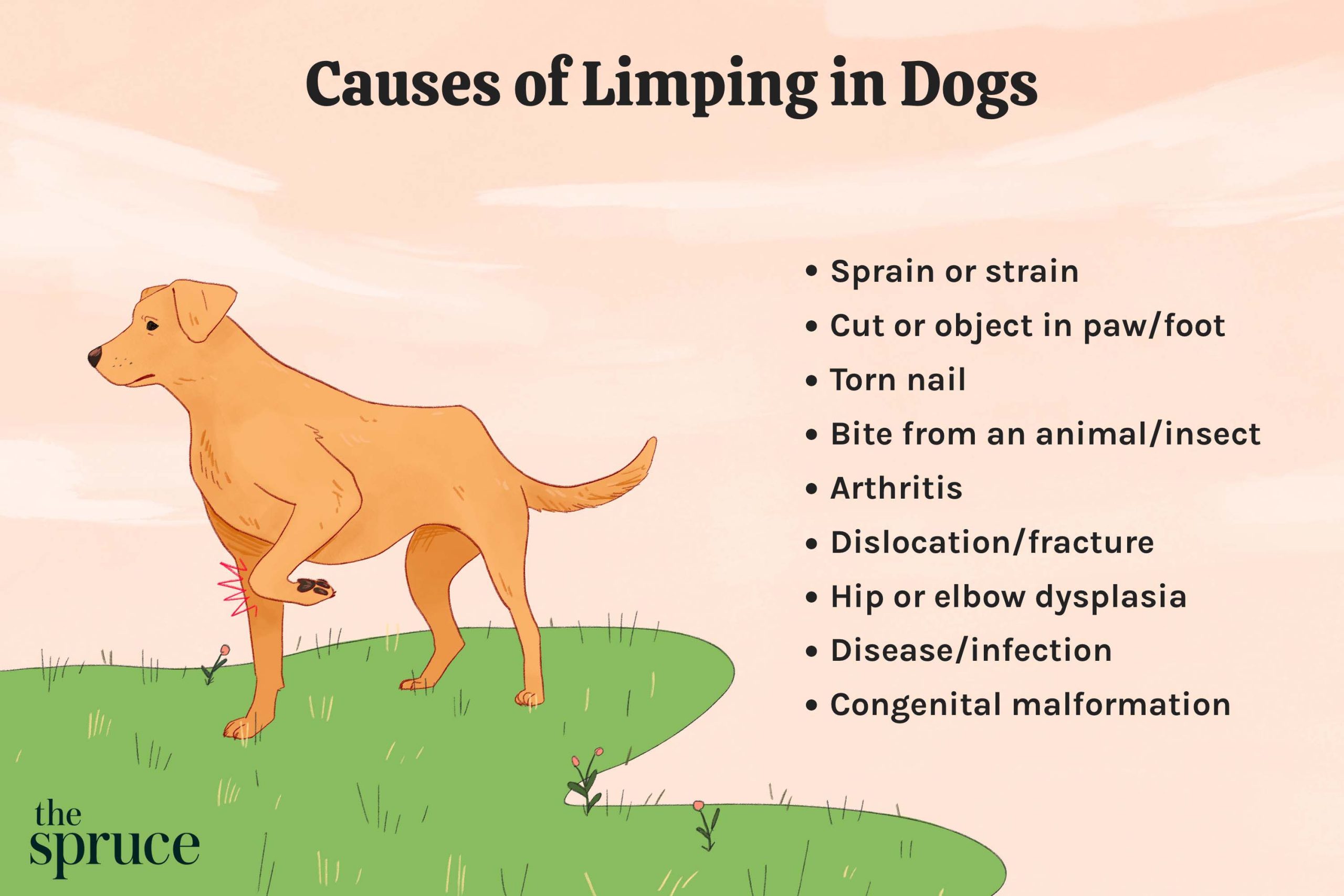 Why Dog Limping Front Leg
