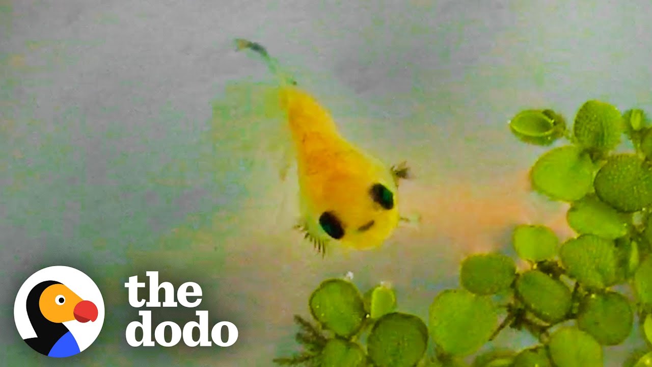 A Women Saves A Betta And It Smiles At Her