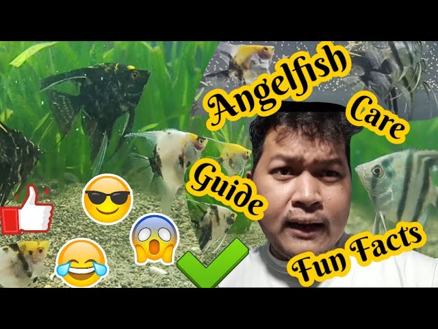 Angelfish Care And Facts